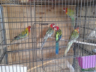 Parrots birds - Advert 3