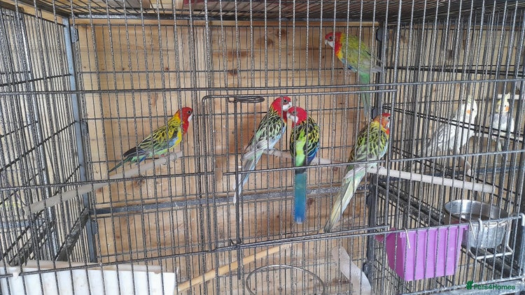 Parrots birds for sale - Advert 3