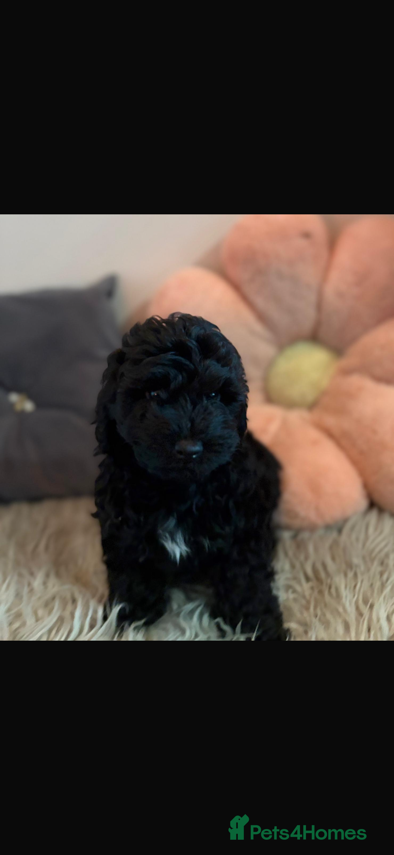 Doxiepoo dogs 1 beautiful boy left ***Doxiepoo puppies  - Advert 2