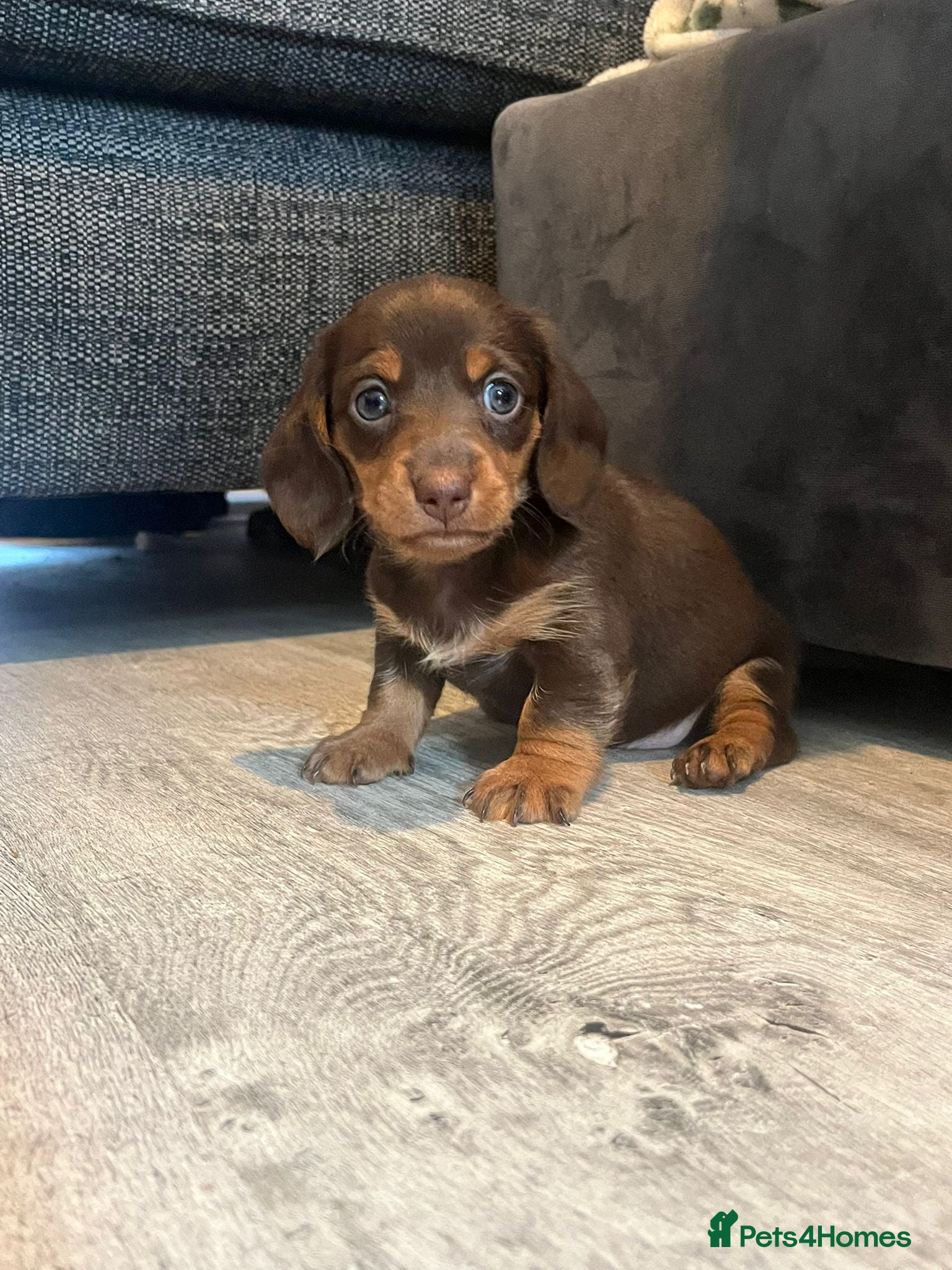 Miniature Dachshund dogs Bunny miniature dachshund  - Advert 15