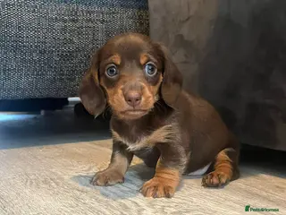 Miniature Dachshund dogs Bunny miniature dachshund - Advert 15