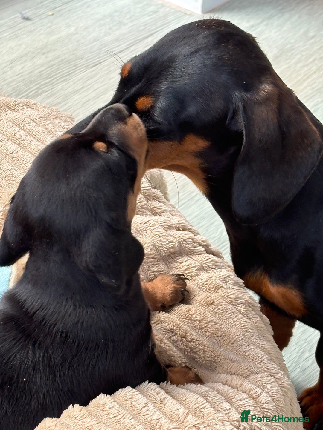 Mixed Breed dogs for sale: Black and Tan male miniature Dachshund  - Image 2