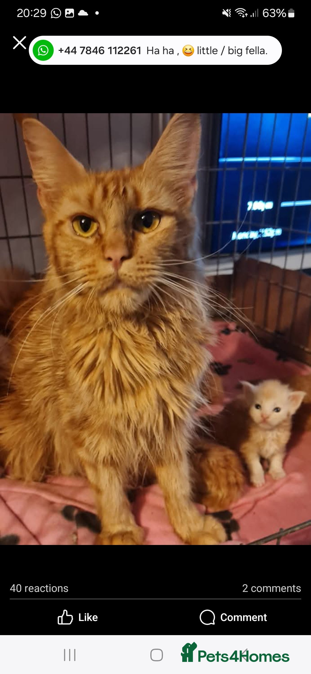 Maine Coon cats for sale: Lovely red tabby boy looking for good home - Advert 4