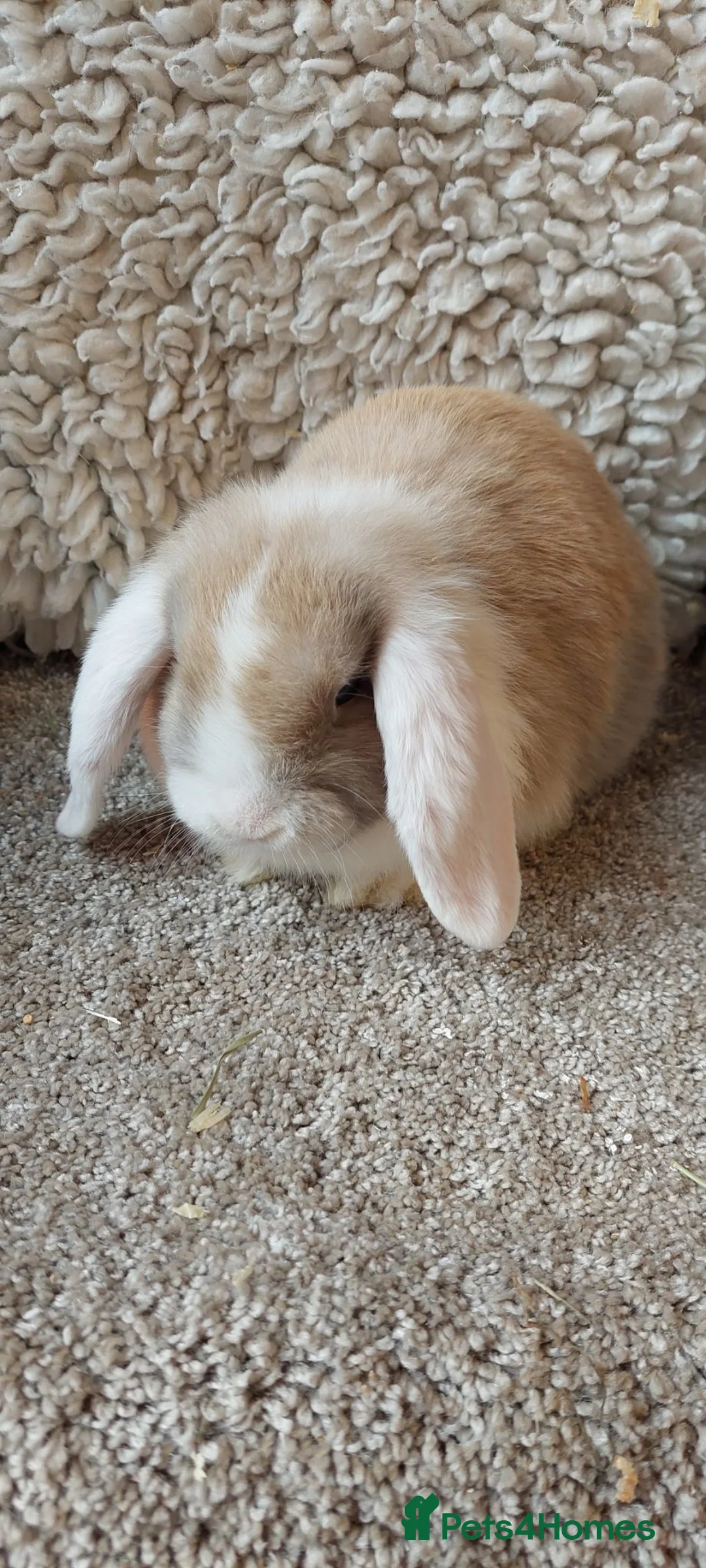 Mini Lop rabbits for sale: READY 8WEEKS OLD  minilop babys - Advert 2