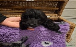 Cockapoo dogs for sale: Cockapoo pups - Advert 5