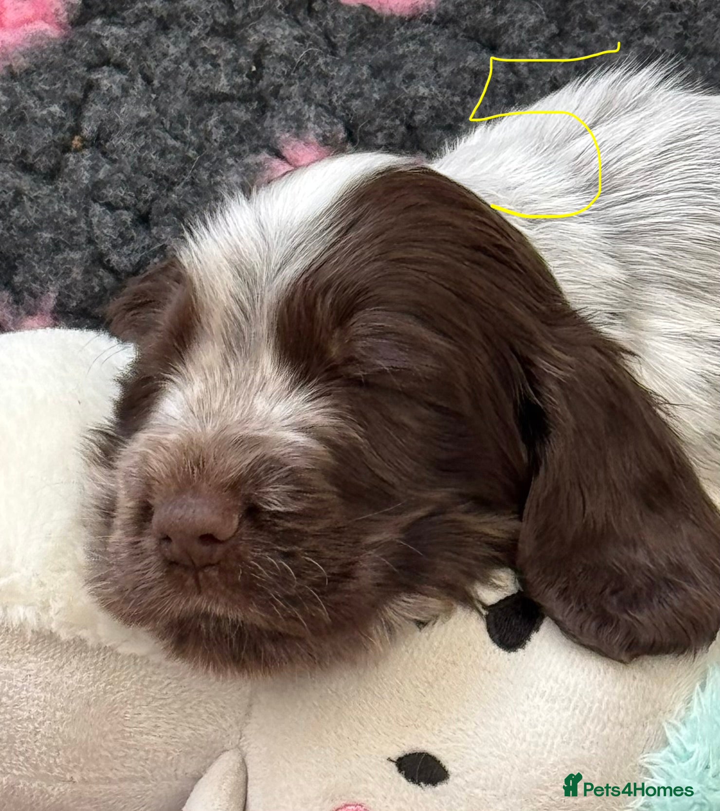 Cocker Spaniel dogs KC registered cocker spaniel pups - Advert 2