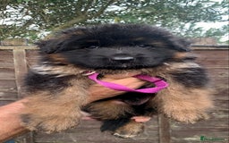 German Shepherd dogs for sale: German Shepard Long haired puppies - Image 4