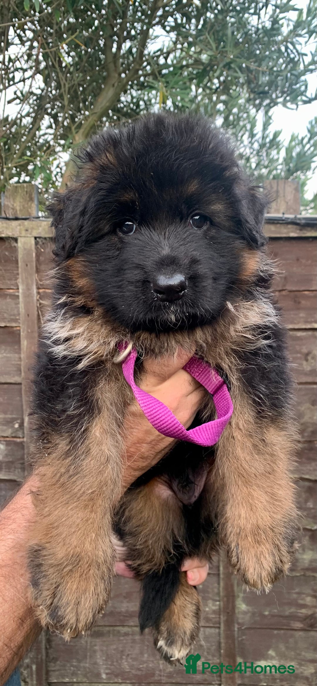 German Shepherd dogs for sale: German Shepard Long haired puppies - Image 4