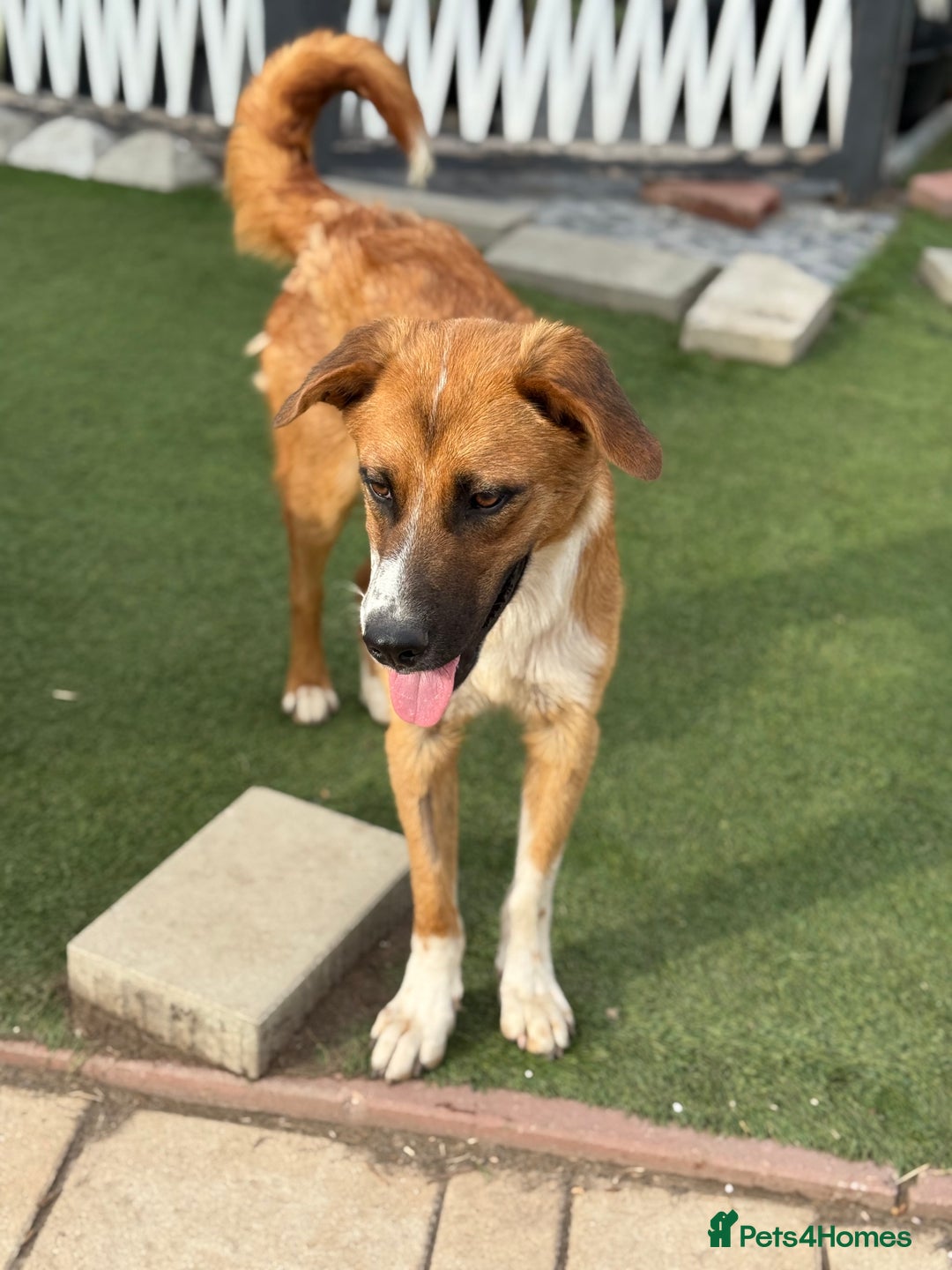 Mixed Breed dogs for adoption: Sweet Armin looking for LOvE - Image 19