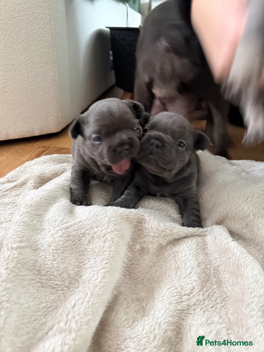 French Bulldog dogs for sale: French bulldog puppies for sale to good homes - Advert 7