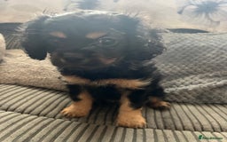 Cavapoo dogs for sale: Cavapoo x Cavalier - Image 7