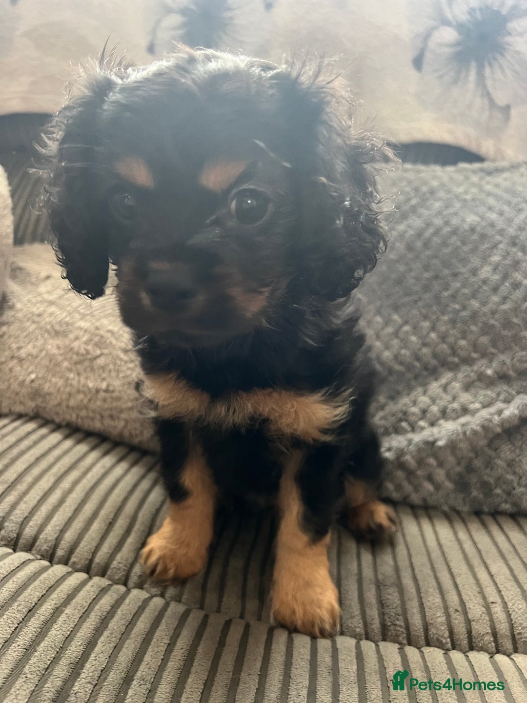 Cavapoo dogs for sale: Cavapoo x Cavalier - Image 7