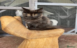 Maine Coon cats for sale: Full pedigree MaineCoon kittens  - Image 6