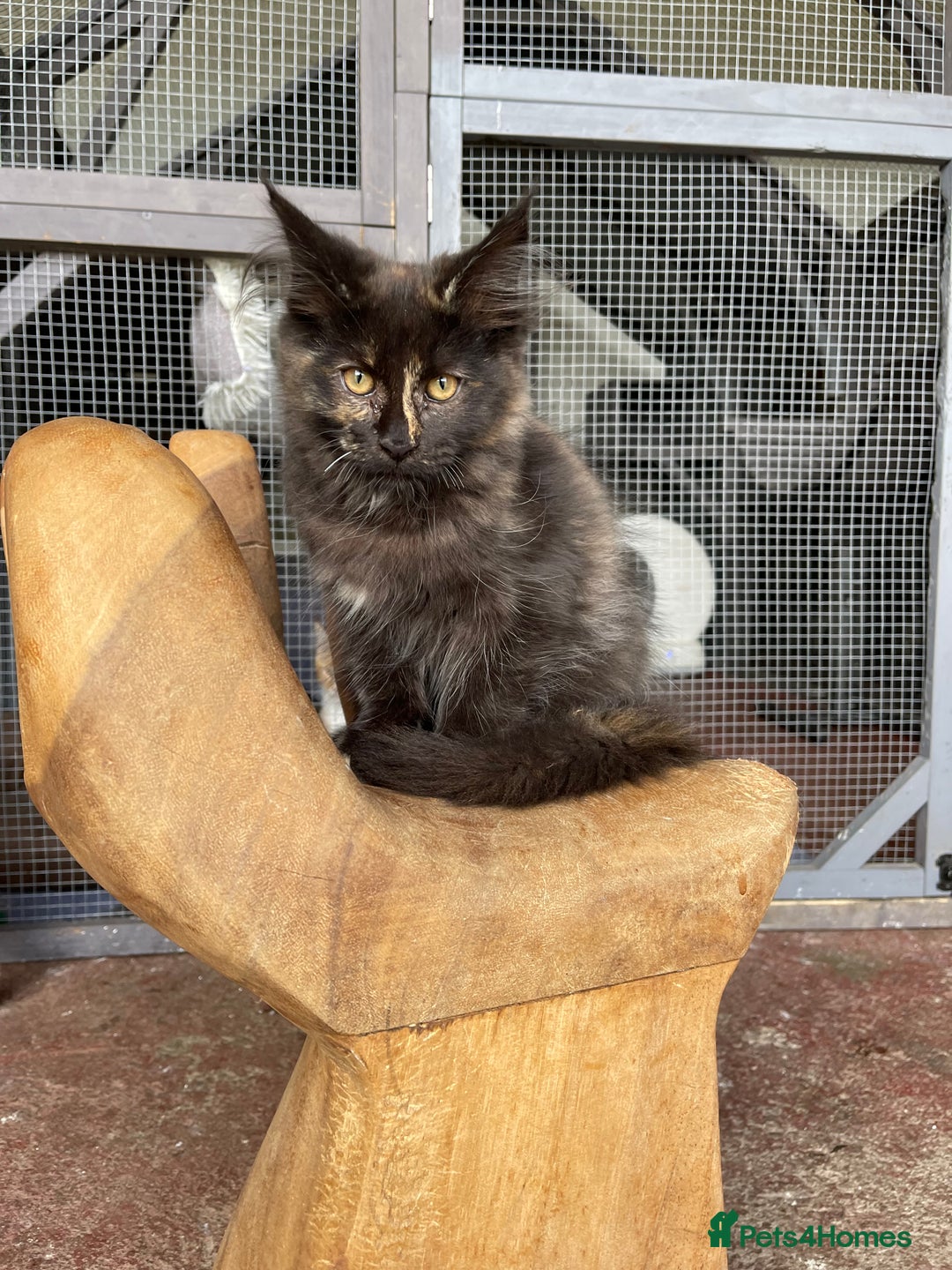 Maine Coon cats for sale: Full pedigree MaineCoon kittens  - Image 6