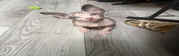 Sphynx cats for sale: Gorgeous male Sphynx kittens for sale  in Liverpool - Advert 5