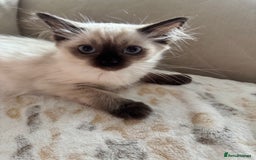 Ragdoll cats for sale: Beautiful Pedigree Ragdolls THREE LEFT  - Image 9