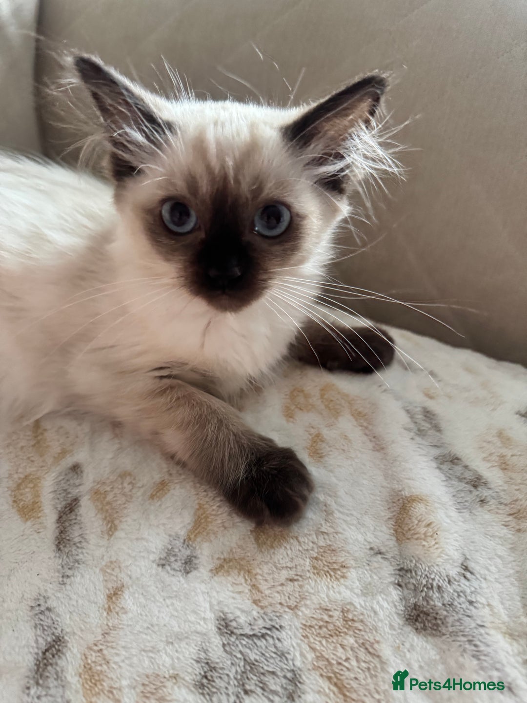Ragdoll cats for sale: Beautiful Pedigree Ragdolls THREE LEFT  - Image 9
