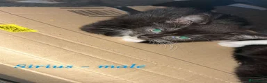 Sirius