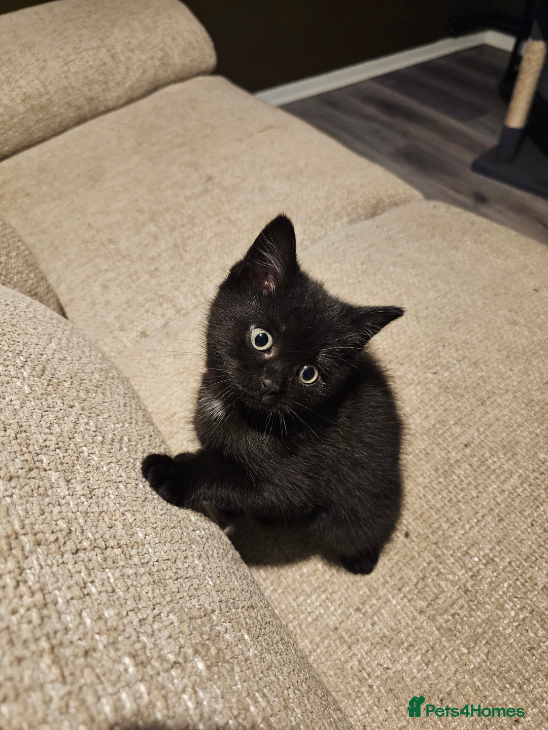 Mixed Breed cats for sale: 2 Black kittens - Advert 3
