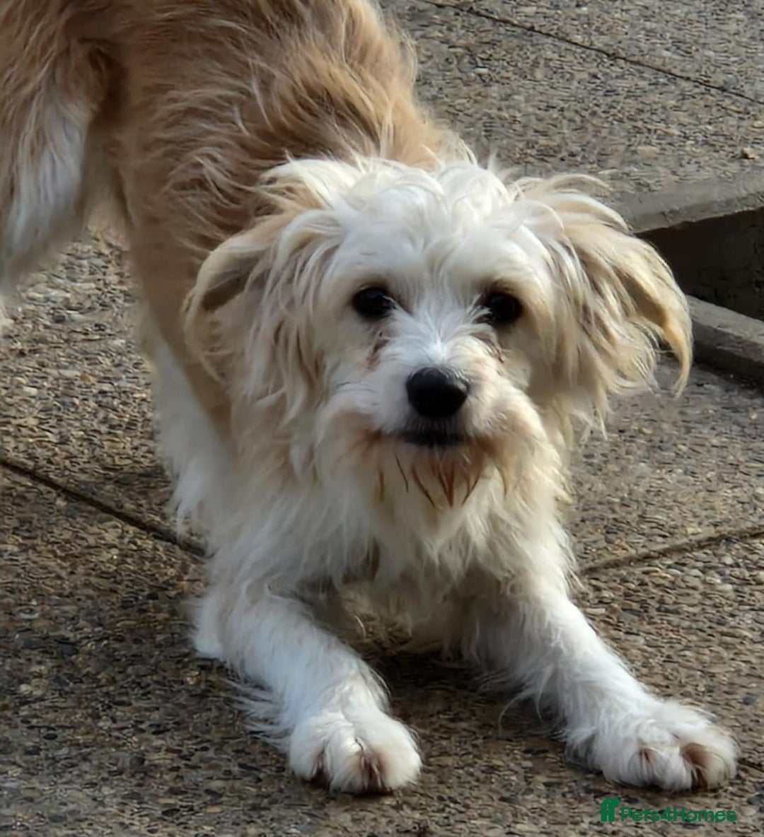 Mixed Breed dogs for adoption: 🌼 Meet Chrissy 🌼 A gentle soul for a Loving Home - Advert 4