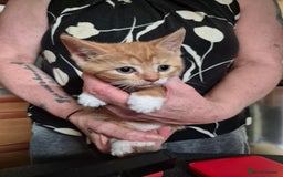 Mixed Breed cats for sale: Litter of kittens - Image 15