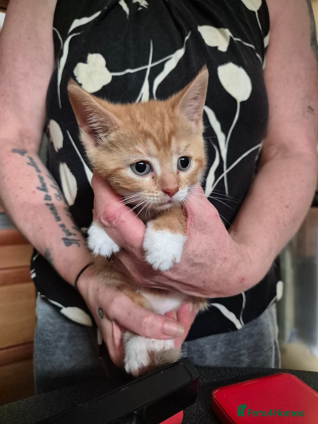 Mixed Breed cats for sale: Litter of kittens - Image 15