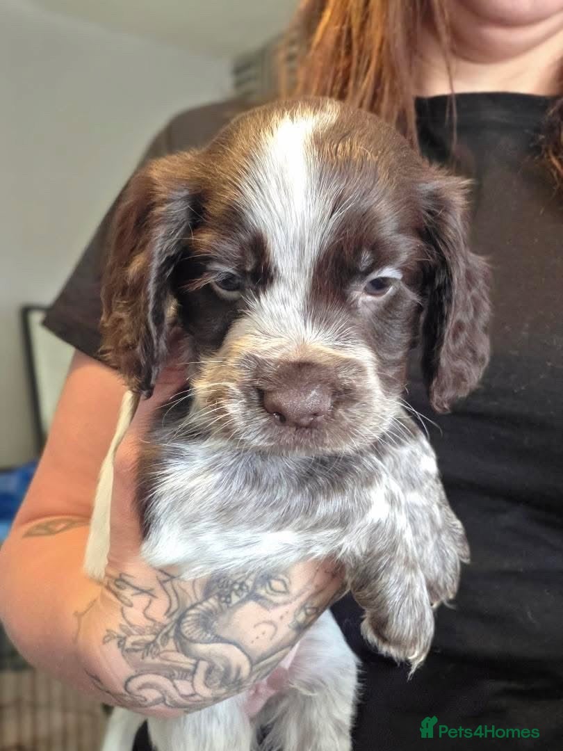 Cocker Spaniel dogs Cocker spaniel puppy  - Advert 13