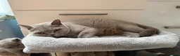 British Shorthair cats for sale: Beautiful lilac British Shorthair kittens  - Advert 3