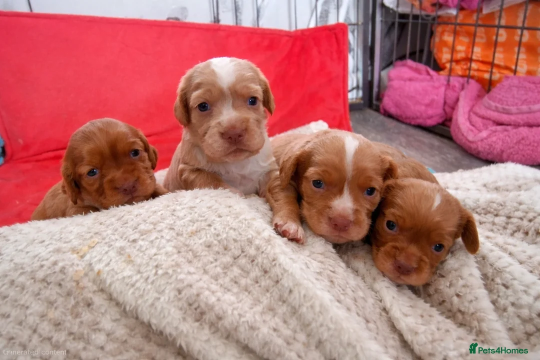 Cocker Spaniel dogs for sale: COCKER SPANIELS 2 GIRLS & 2 BOYS READY TO RESERVE - Advert 1