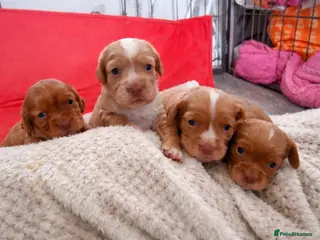 Cocker Spaniel dogs COCKER SPANIELS 2 GIRLS & 2 BOYS READY TO RESERVE - Advert 10