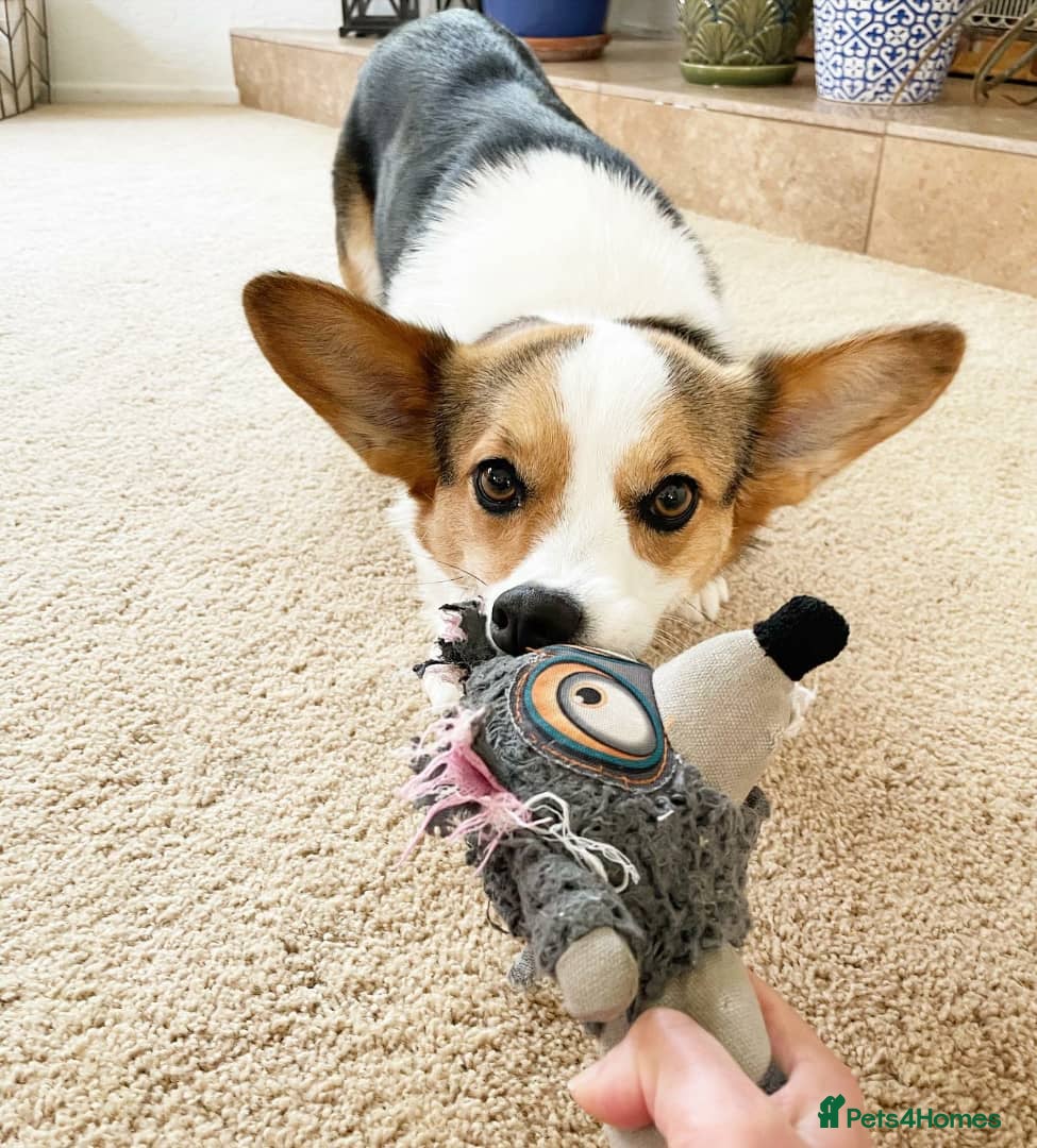 Welsh Corgi Pembroke dogs Pembroke Welsh Corgi Looking For Her Forever Home - Advert 2