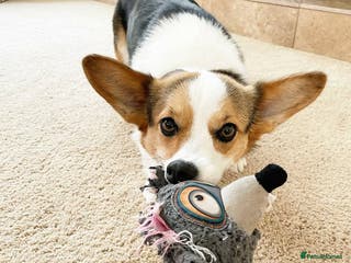 Welsh Corgi Pembroke dogs Pembroke Welsh Corgi Looking For Her Forever Home - Advert 2