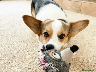 Welsh Corgi Pembroke dogs Pembroke Welsh Corgi Looking For Her Forever Home - Advert 10