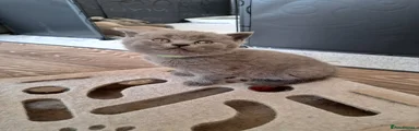 Green collar female 