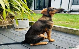 Mixed Breed dogs for adoption: Clover (Shepherd/Hound mix) - Image 6