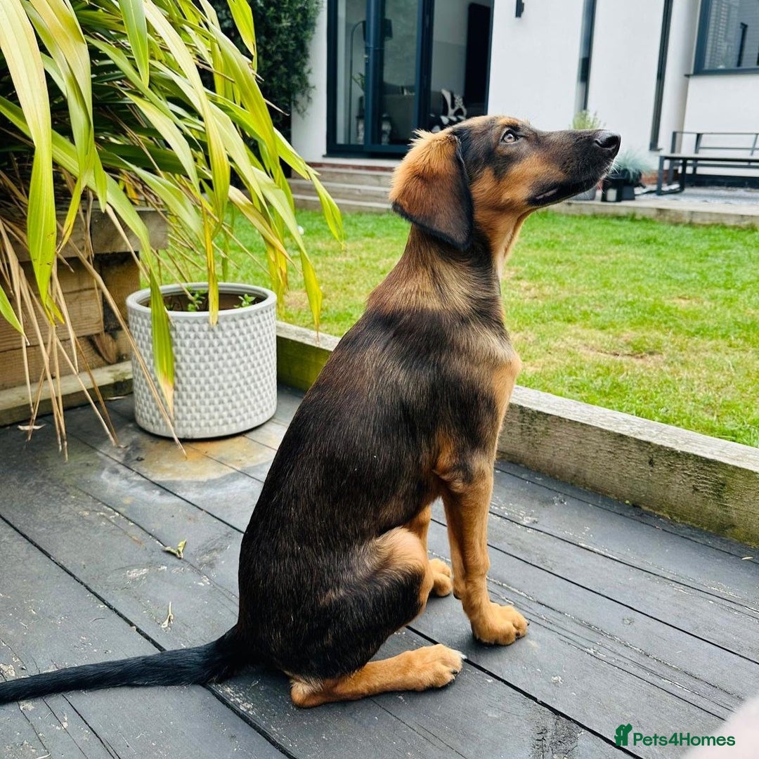 Mixed Breed dogs for adoption: Clover (Shepherd/Hound mix) - Image 6