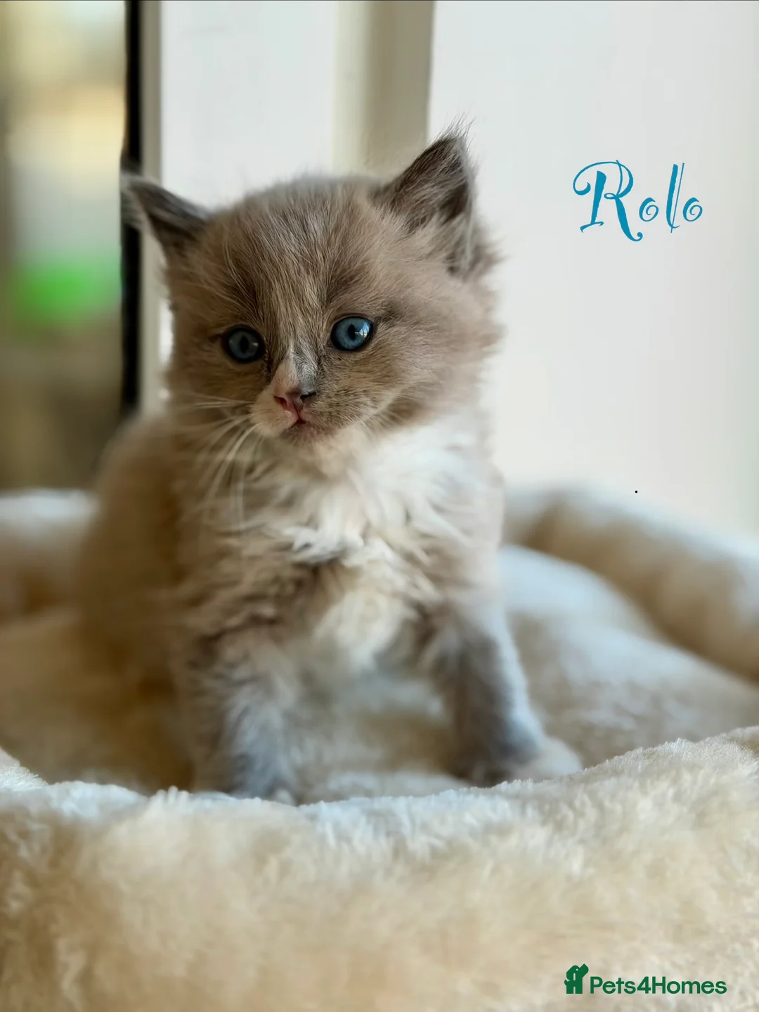 Ragdoll cats for sale: TICA registered cherubim kittens - Advert 6