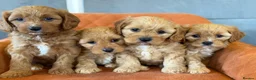 Cavapoo dogs for sale: Cavapoo F1 - Advert 6