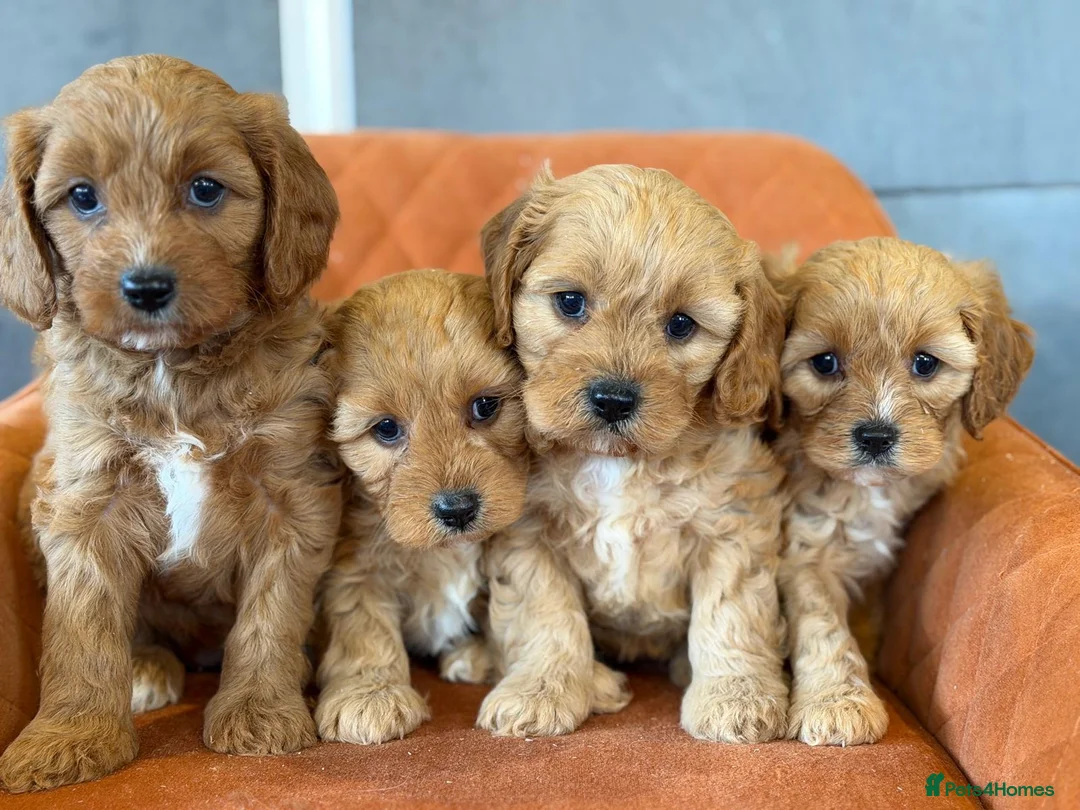 Cavapoo dogs for sale: Cavapoo F1 - Advert 6