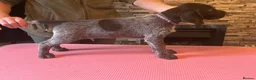 German Wirehaired Pointer dogs for sale: Ready to go to their new homes - Advert 9