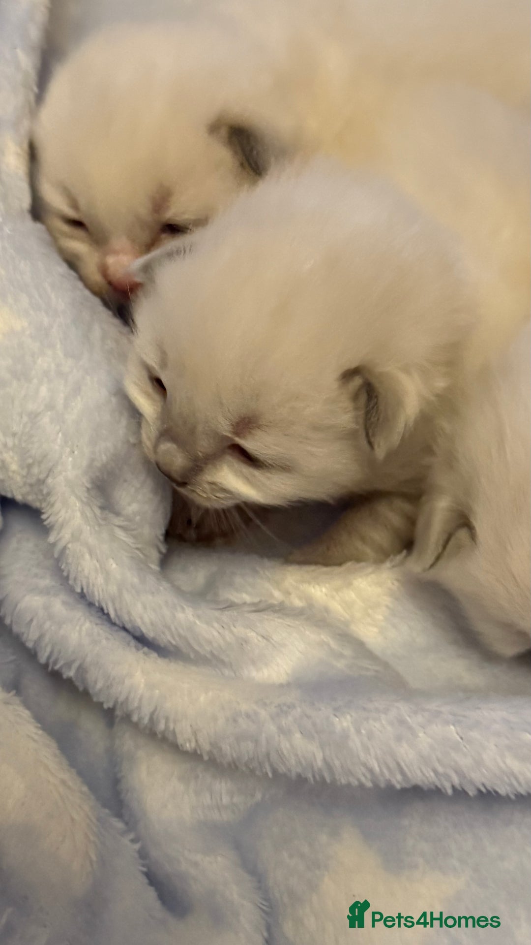 Ragdoll cats for sale: Stunning Blue Colourpoint Mitted Ragdoll kittens - Image 8