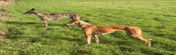 Mixed Breed dogs for sale: Outstanding Working-Bred Whippet Lurcher Puppies  - Advert 4