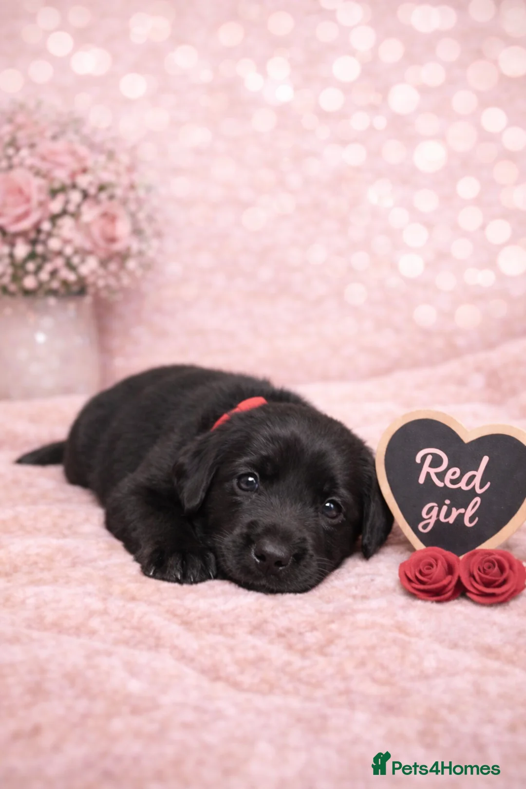 Labrador Retriever dogs for sale: KC Registered Labrador Puppies – Ready 14th March - Advert 6