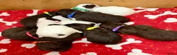 Sproodle dogs for sale: Sproodle Puppies from experienced, licensed breedr - Advert 2