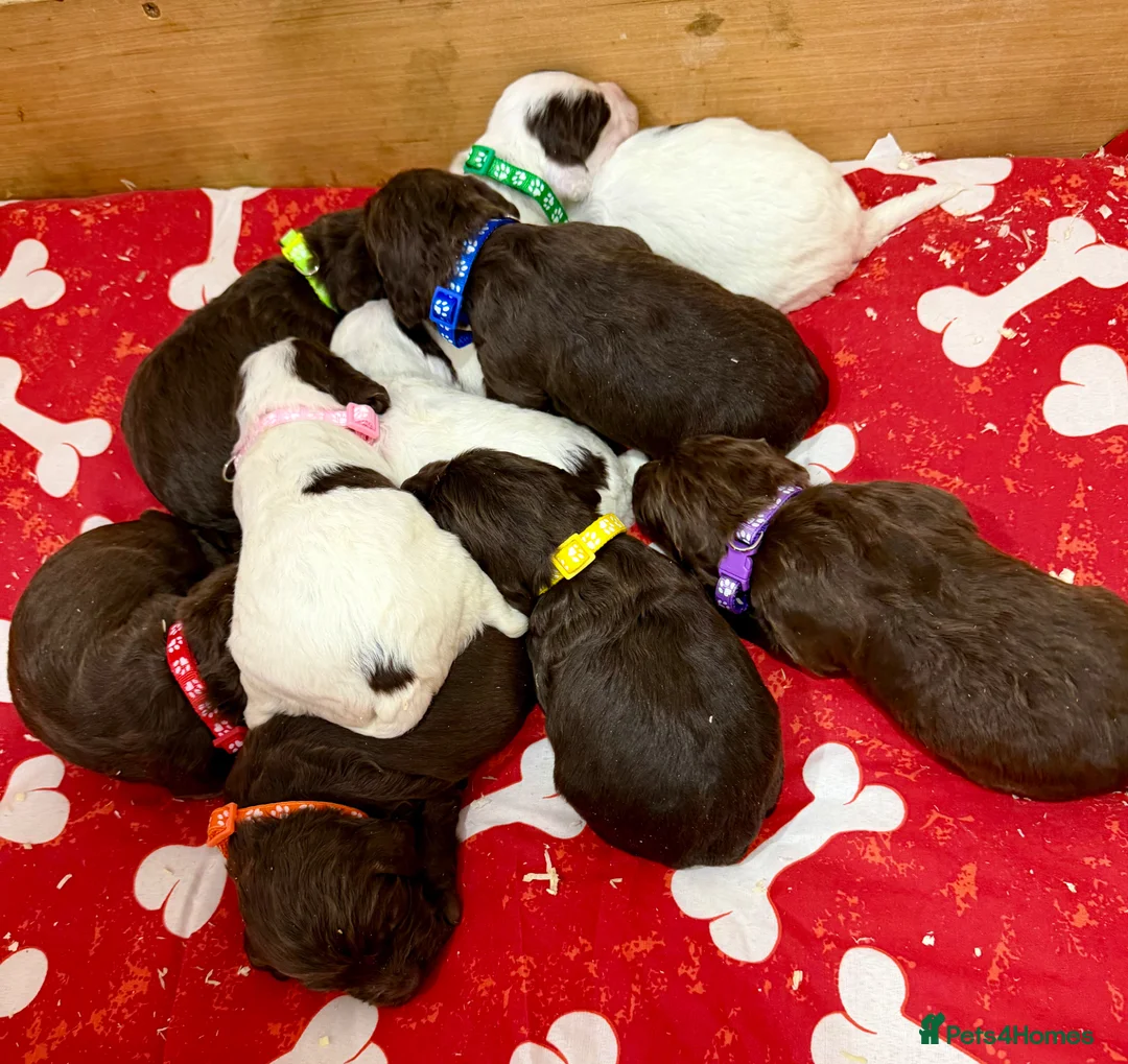 Sproodle dogs for sale: Sproodle Puppies from experienced, licensed breedr - Advert 2