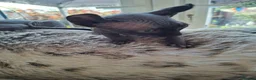 Sphynx cats for sale: Sphynx kittens READY NOW - Advert 9