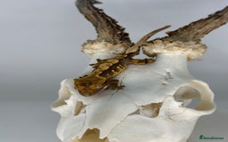 Gecko reptiles for sale: Young Unsexed crested gecko and full setup  - Image 6