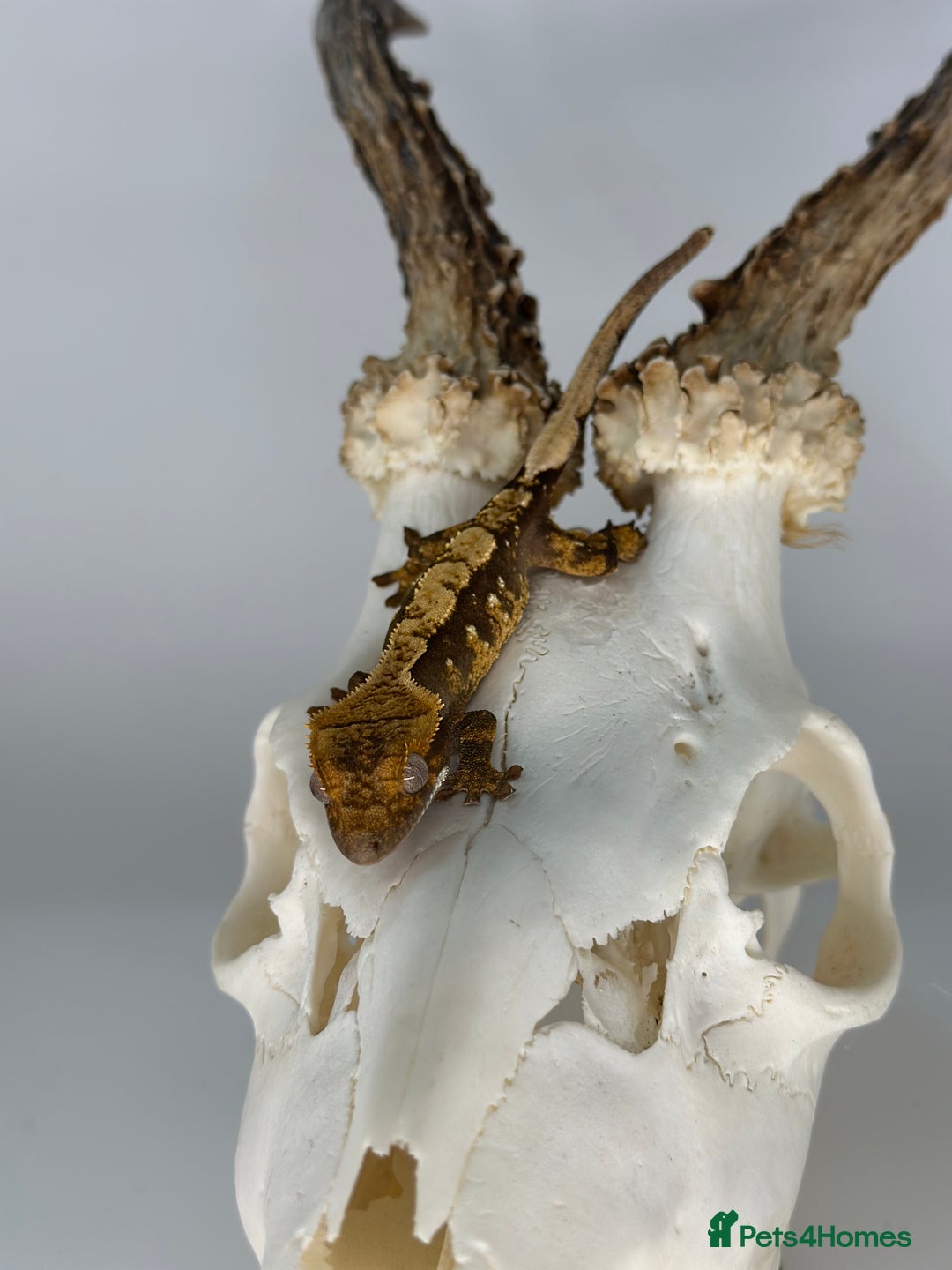 Gecko reptiles for sale: Young Unsexed crested gecko and full setup  - Image 6