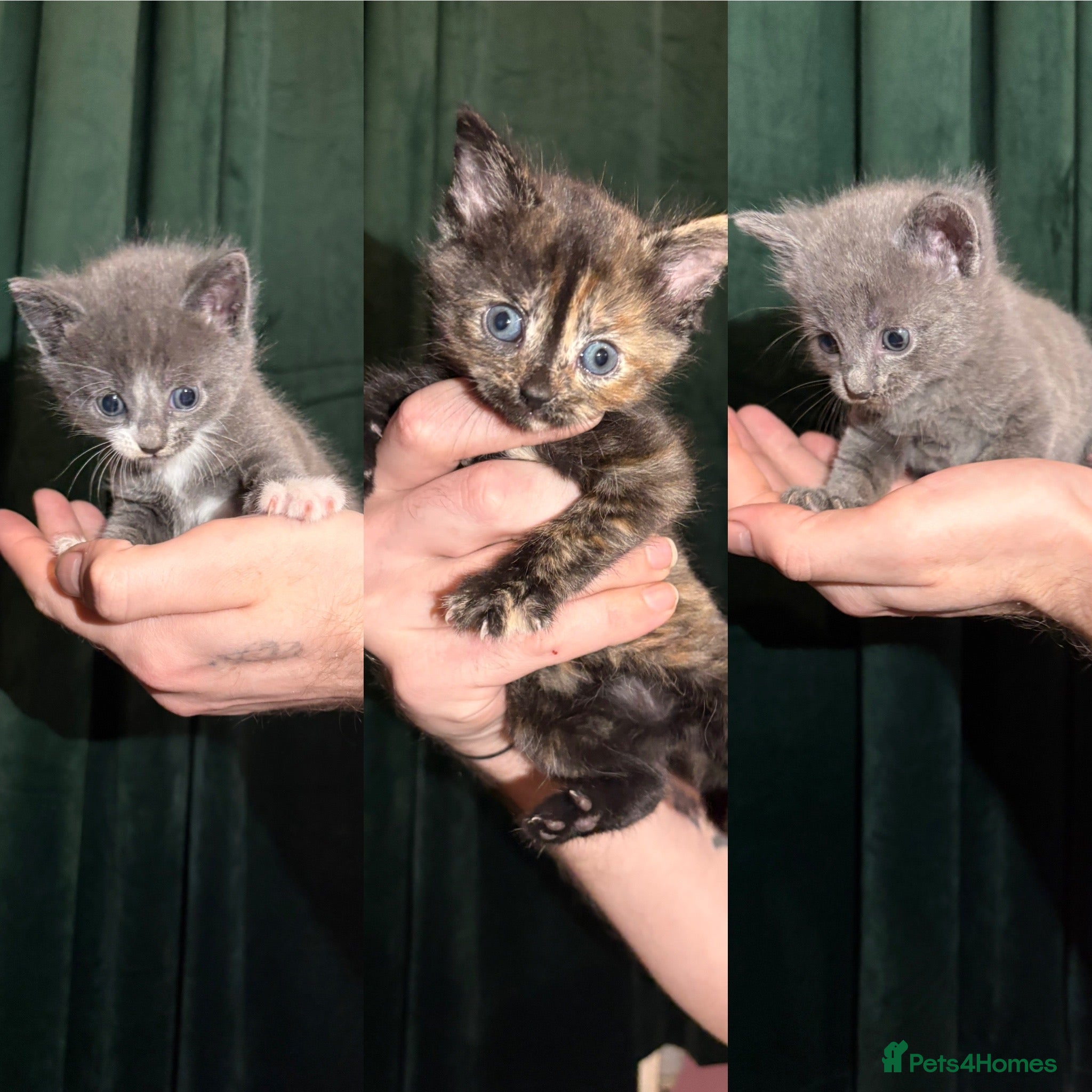 Mixed Breed cats Blue and tabby kittens  - Advert 2