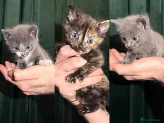 Mixed Breed cats Blue and tabby kittens - Advert 1